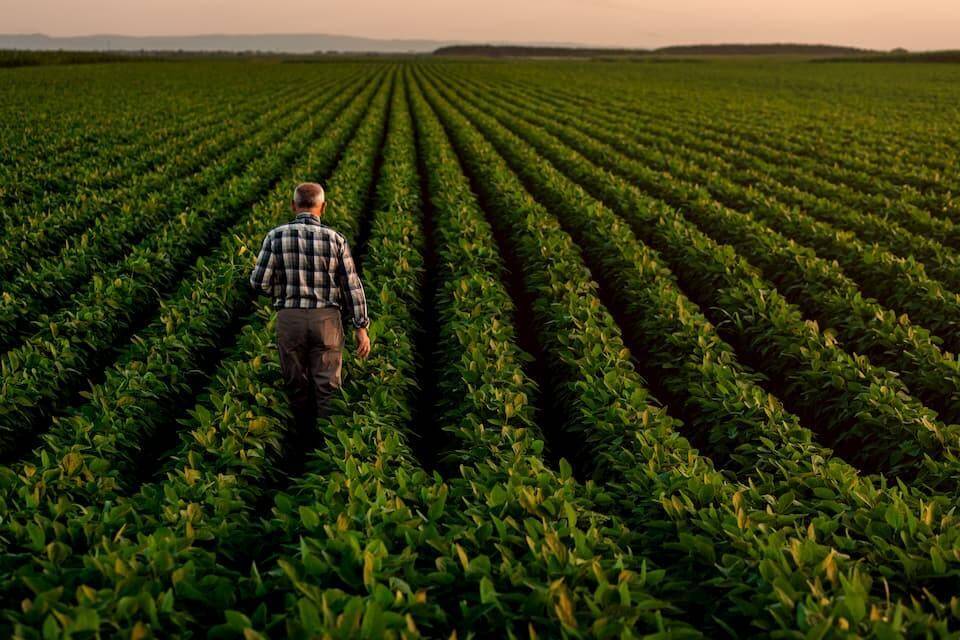 Farmer in Field A man walks through rows of crops in a field.