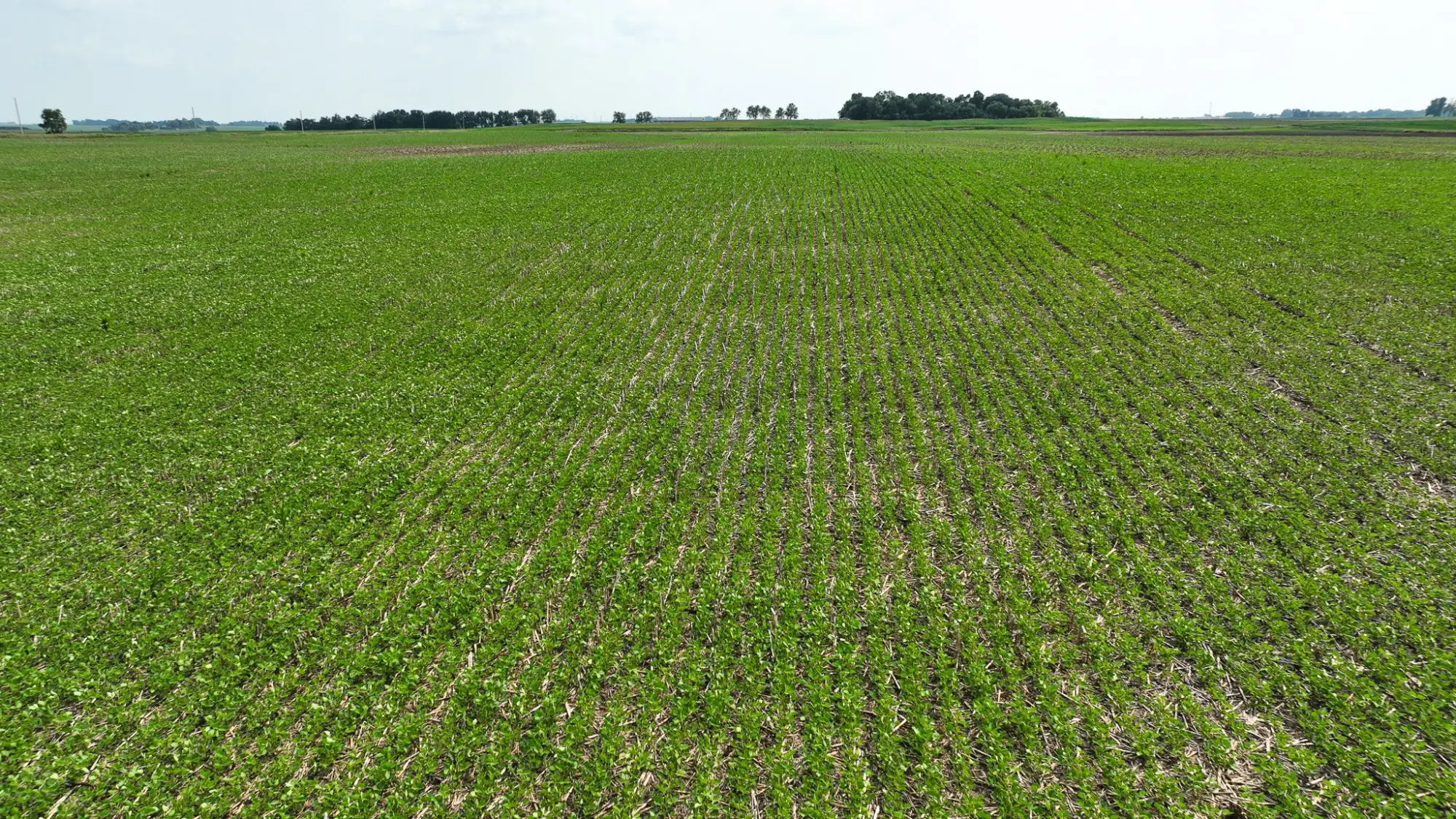 Iowa Farmland Auction